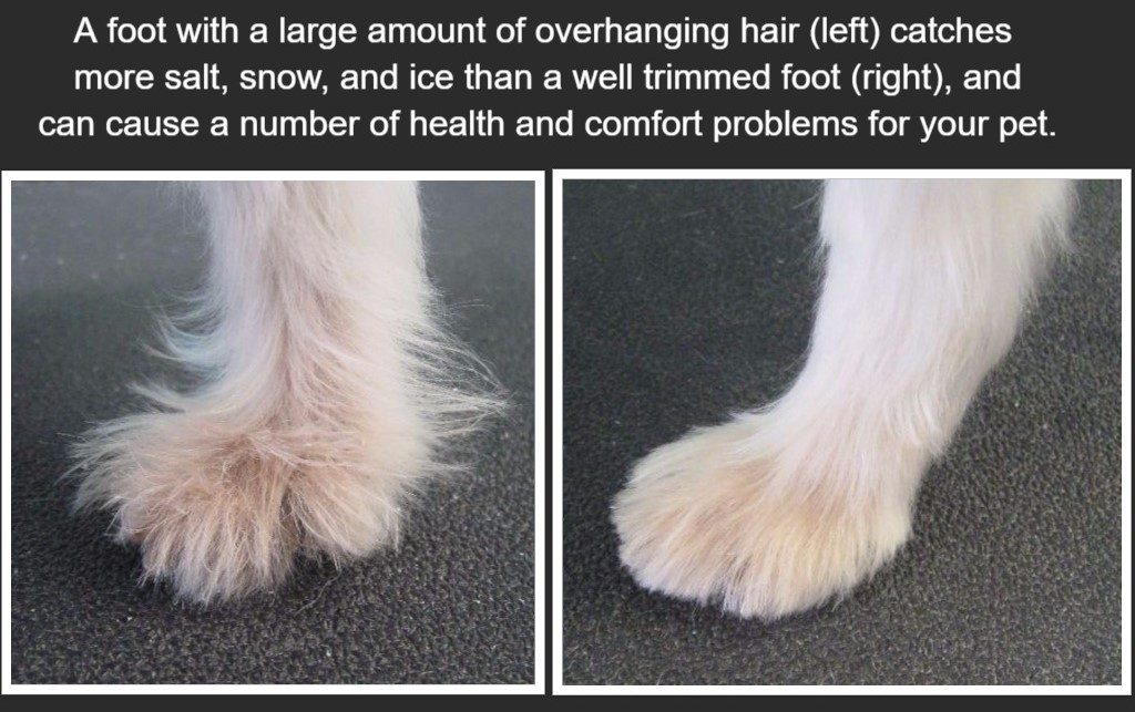 how long does it take for dog paws to heal